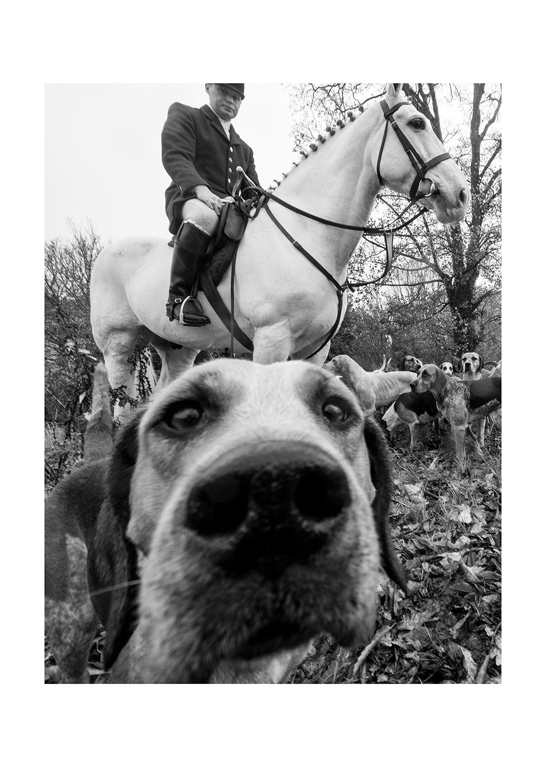 #28 Hunting dog - Ireland